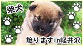 柴犬ブリーダーブログへGO!