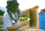 蜂蜜の採取
